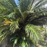 La Casa Del Giardino Degli Olivi Forte dei Marmi