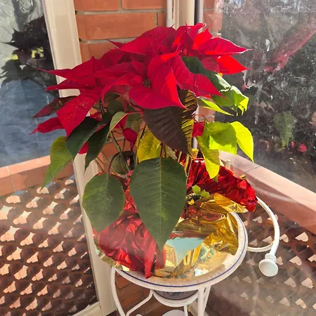 La Casa Del Giardino Degli Olivi *