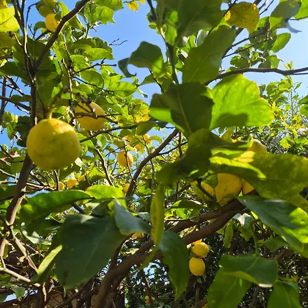 La Casa Del Giardino Degli Olivi