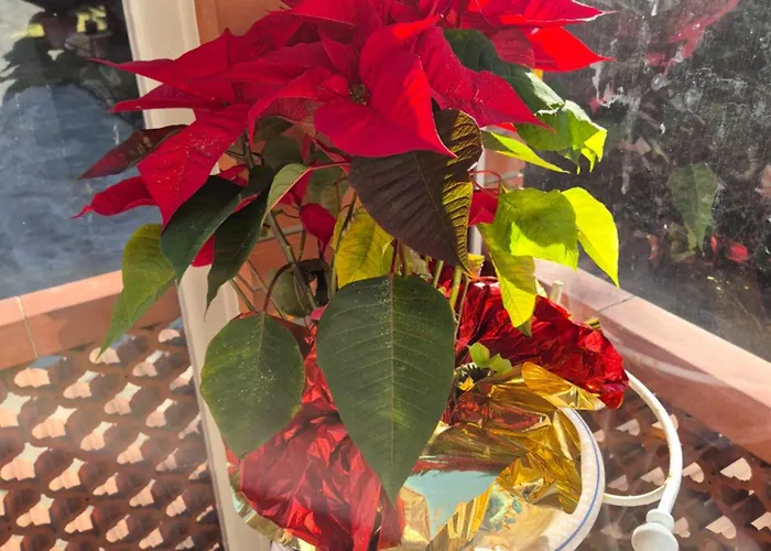 La Casa Del Giardino Degli Olivi *