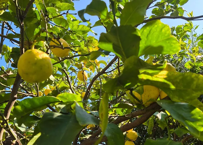 La Casa Del Giardino Degli Olivi