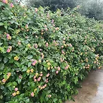 La Casa Del Giardino Degli Olivi בית נופש