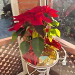 La Casa Del Giardino Degli Olivi *