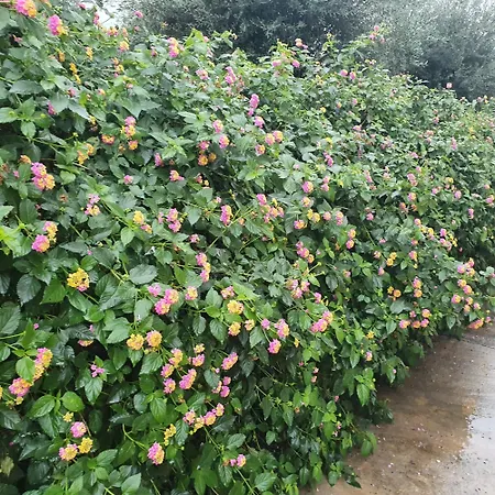 La Casa Del Giardino Degli Olivi 別荘