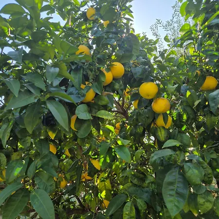 La Casa Del Giardino Degli Olivi Forte dei Marmi