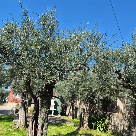 La Casa Del Giardino Degli Olivi フォルテ・デイ・マルミ