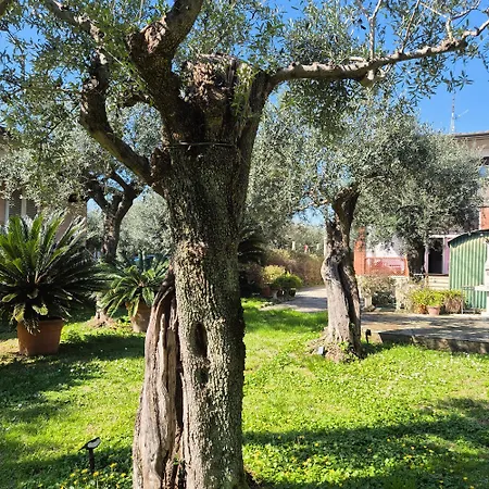 La Casa Del Giardino Degli Olivi *