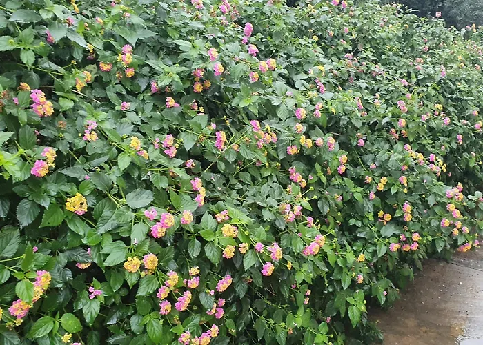 La Casa Del Giardino Degli Olivi Semesterbostad