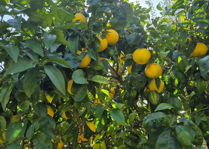 La Casa Del Giardino Degli Olivi Forte dei Marmi